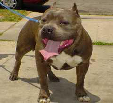 RAZORS EDGE BULLEYES MOST WANTED MANU